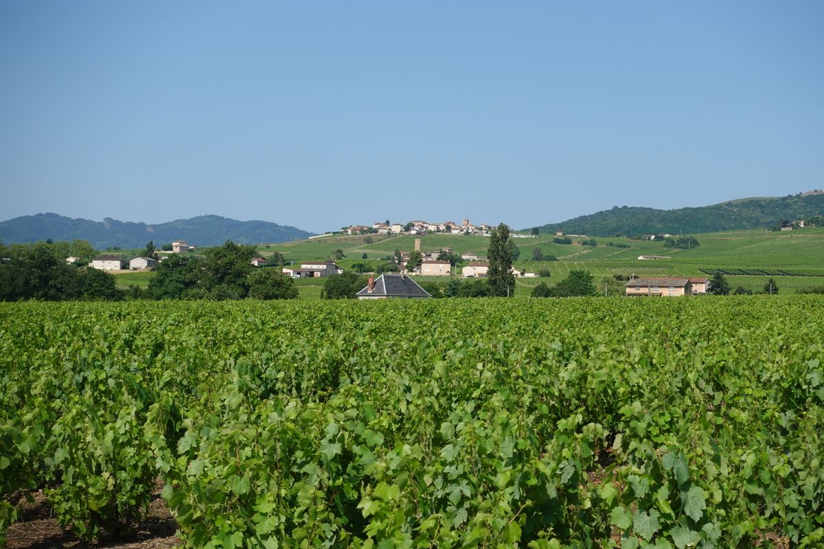 Lire la suite à propos de l’article Droit rural et viticole en France : décryptage des lois et règlementations clés